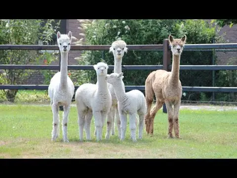 Latest image of Alpaca-World