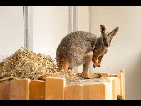 Latest image of GaiaZOO wallaby's