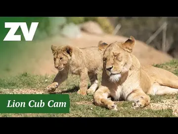 Latest image of Werribee Lions in Open Savanna Habitat