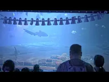 Latest image of Budapest Zoo Shark Aquarium