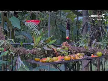 Latest image of Panama Canopy Fruit Feeder View