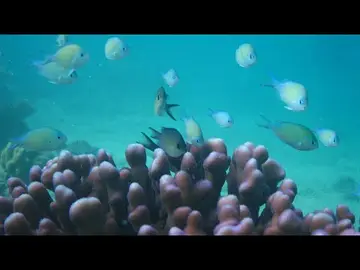 Latest image of KAUST Red Sea Underwater Realm