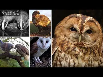 Latest image of Yorkshire Ash Wood Wildlife