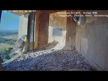 Latest image of Peregrine Falcon Nest at CSU Australia