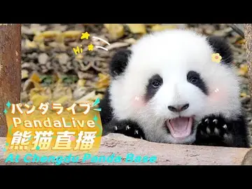 Latest image of Chengdu Giant Panda Enclosure