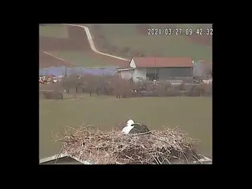 Latest image of Sontheim Brenz Stork Nest Haven