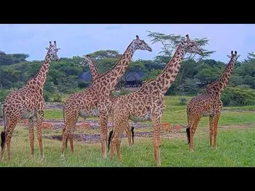 Latest image of Masai Mara Savannah Wildlife