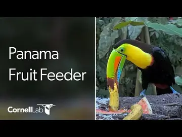 Latest image of Panama Canopy Lodge Fruit Feeder