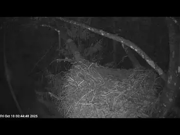 Latest image of Pärnu Black Stork Nest Cam