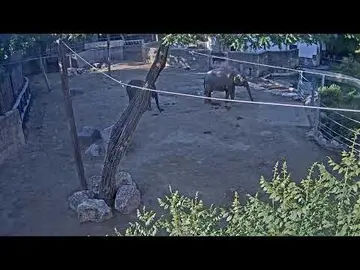 Latest image of Budapest Zoo Elephant Enclosure