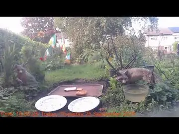 Latest image of Dublin Urban Red Foxes Habitat