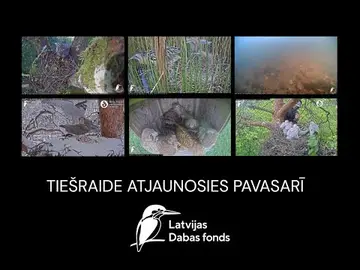 Latest image of Riga Northern Goshawk Nests