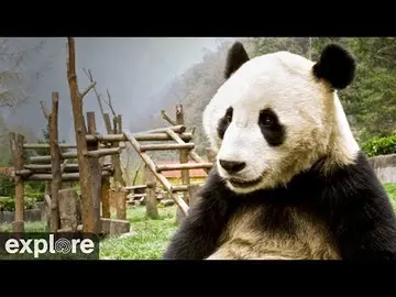 Latest image of Giant Pandas Roaming Gengda Valley