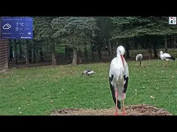 Latest image of Makov Stork Nesting Station