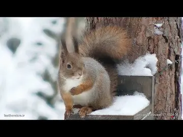 Latest image of Nuuksio Park Wildlife Feeder