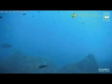 Latest image of Bergeggi Pelagos Underwater Reef